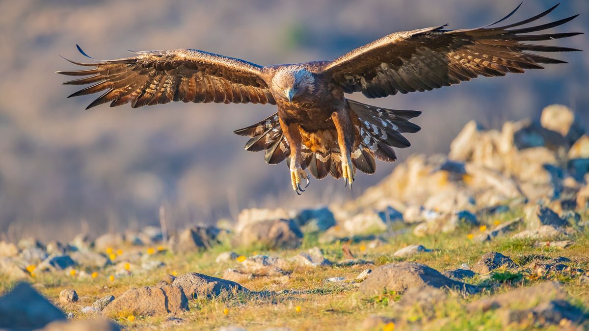 Golden eagle - Aquila chrysaetos