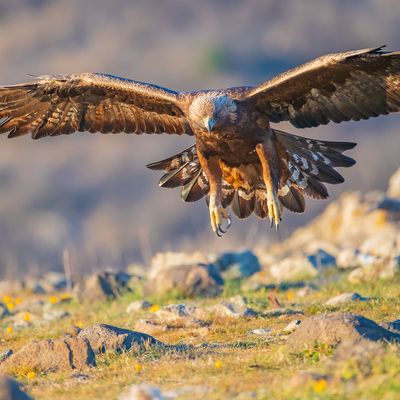 Golden eagle - Aquila chrysaetos