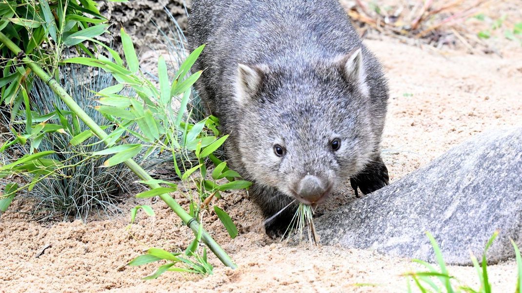 Das Wombat-Baby könnte bei der Aktion verletzt worden sein. (Symbolbild)