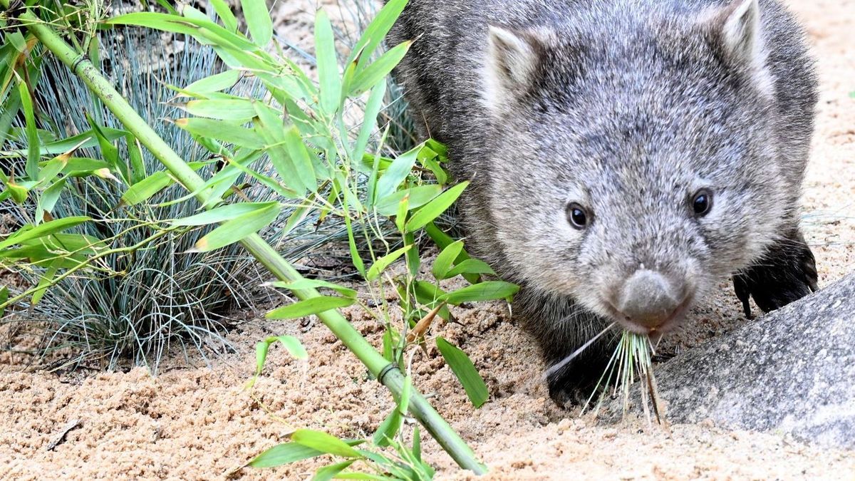 Wombat-Baby