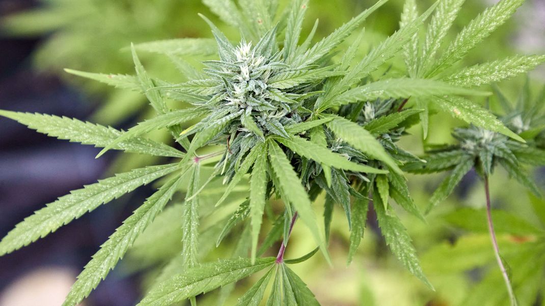 Das Gesetz zur Legalisierung von Cannabis kann voraussichtlich in der Woche vom 19. Februar verabschiedet werden.