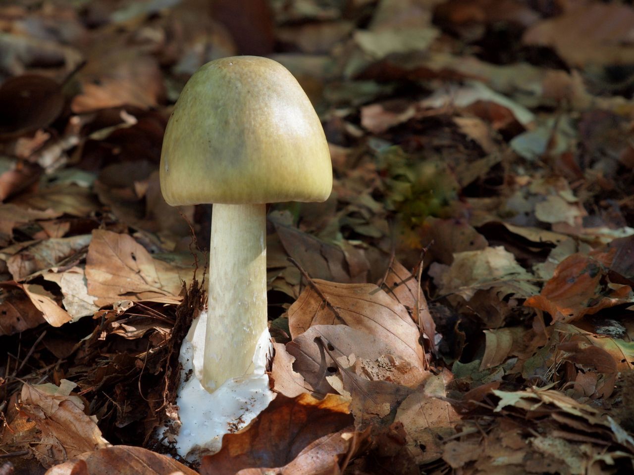 Der Grüne Knollenblätterpilz sieht dem Wiesenchampignon zum Verwechseln ähnlich. Allerdings ist er für fast 90 Prozent der Pilzvergiftungen in Deutschland die Ursache. Die Pilze haben eine deutlich abgesetzte Knolle.