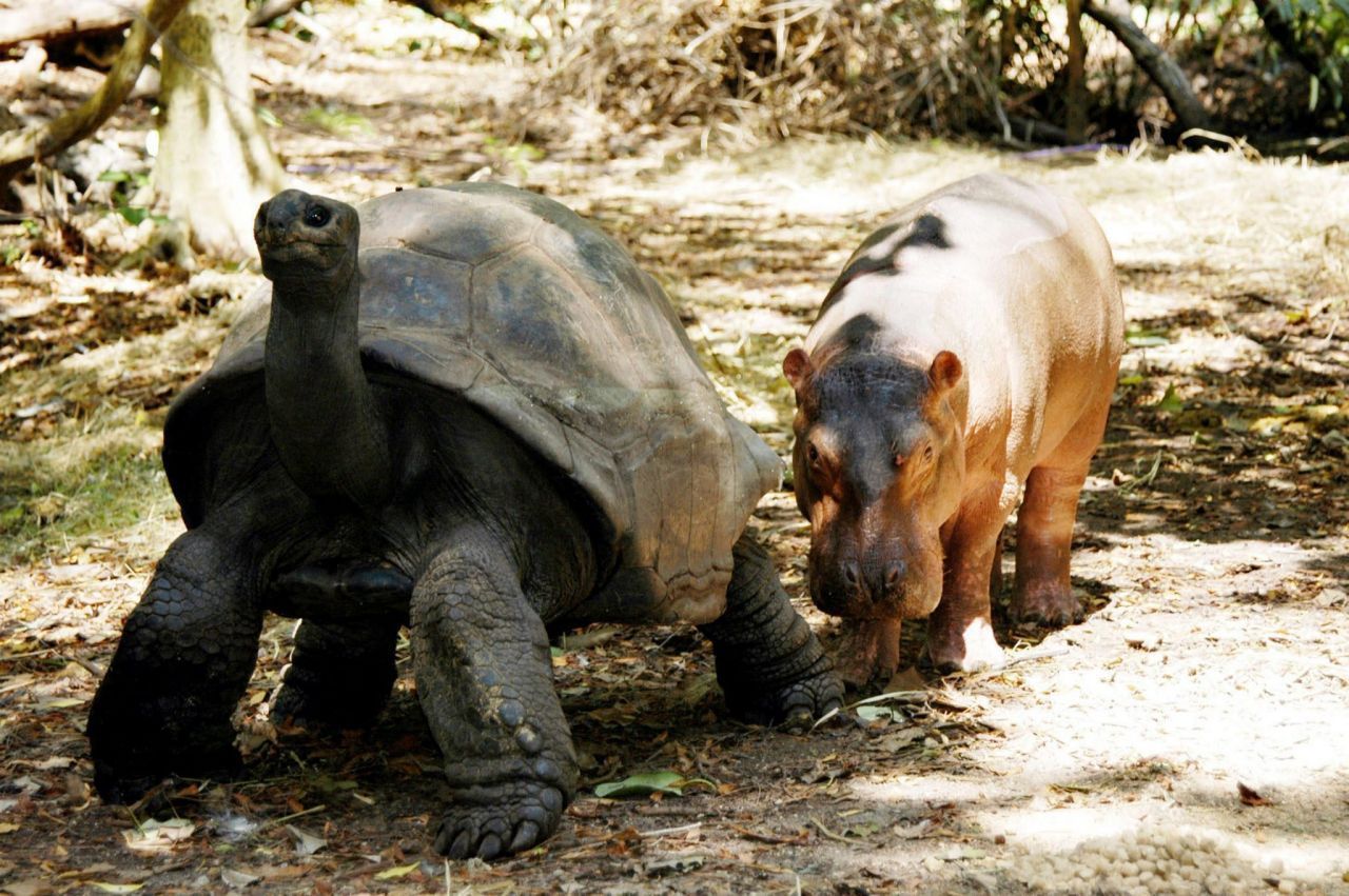Folge mir! Riesenschildkröte Aldabran adoptierte 2005 das Nilpferd Owen. Das Junge hatte seine Familie durch einen Tsunami verloren. Die über 100 Jahre alte, männliche Schildkröte wurde seine "Ersatzmama". 
