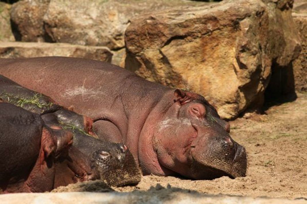 Tierisch gute Sonnencreme: Nach wenigen Minuten färbt sich die zunächst farblose schweißähnliche Flüssigkeit rötlich. Aufgrund der Pigmentierung kann Flusspferden die starke afrikanische Sonne nichts anhaben.