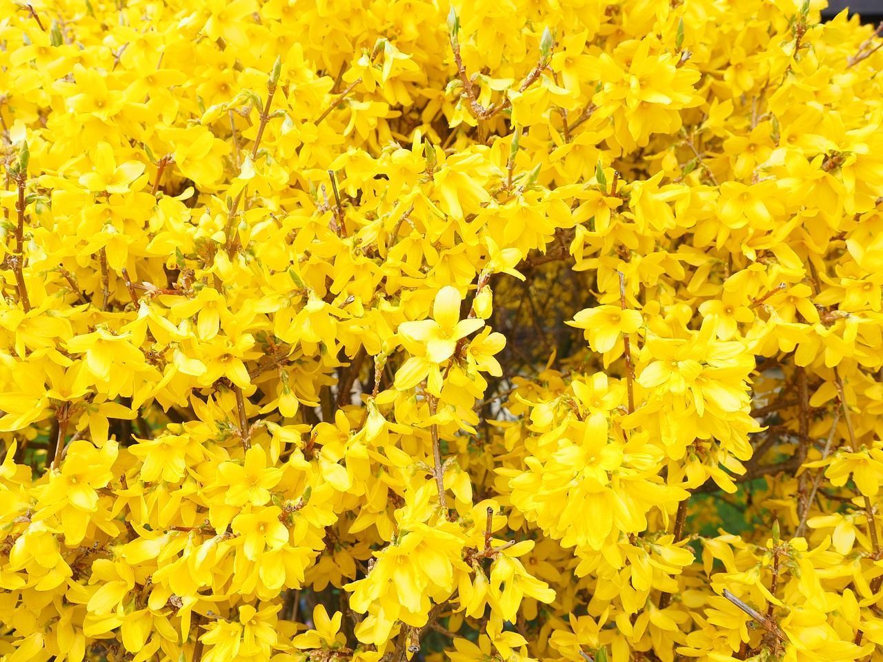 Forsythie schneiden Wann und wie? SAT.1 Ratgeber