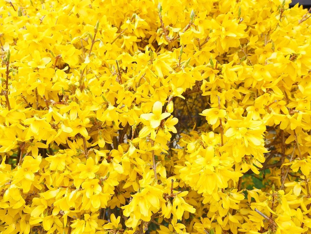 Forsythie schneiden das ist der richtige Zeitpunkt für den Rückschnitt