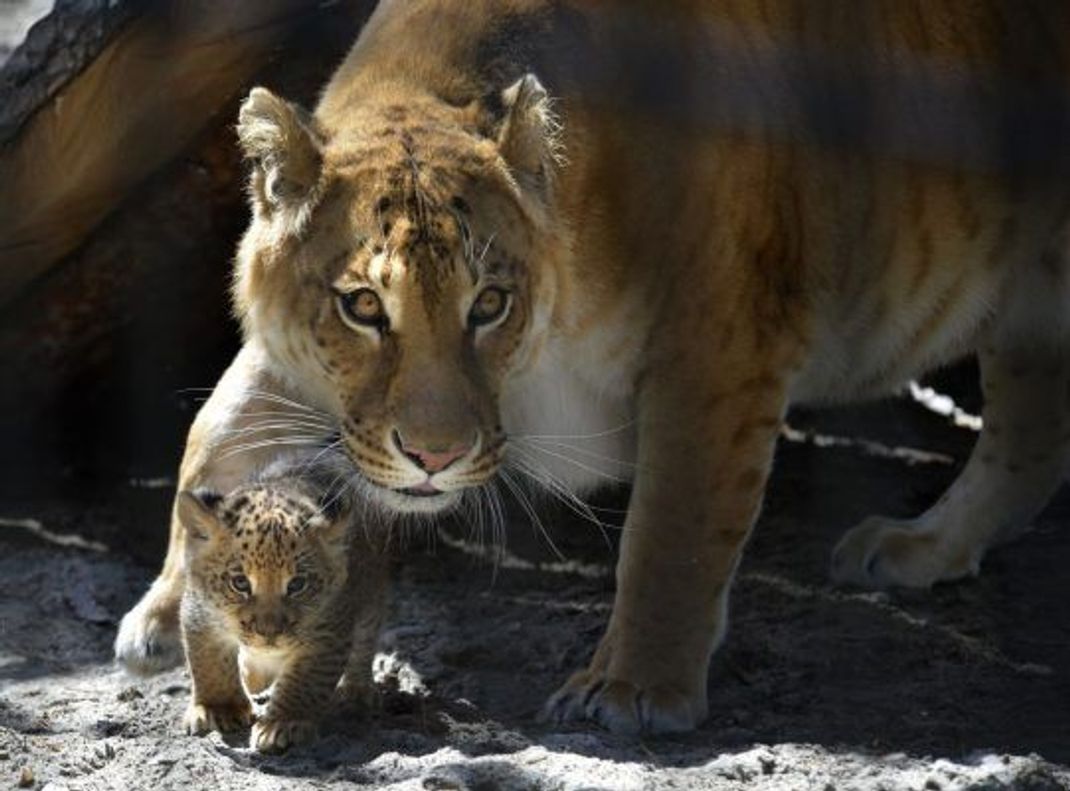 Liger werden noch größer als alle anderen Großkatzen. Männliche Liger sind steril, Weibchen können sich dagegen fortpflanzen.