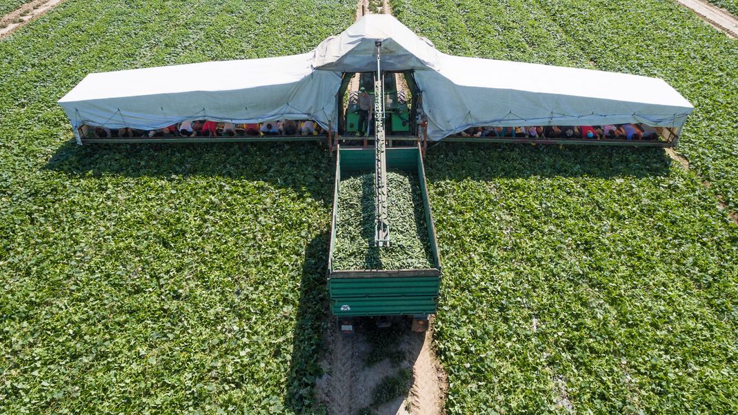 Ein sogenannter Gurkenflieger mit Erntehelfern fährt auf einem Feld (Luftaufnahme mit Fotodrohne). 