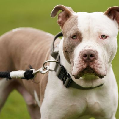 Verbot von XL Bullys in England