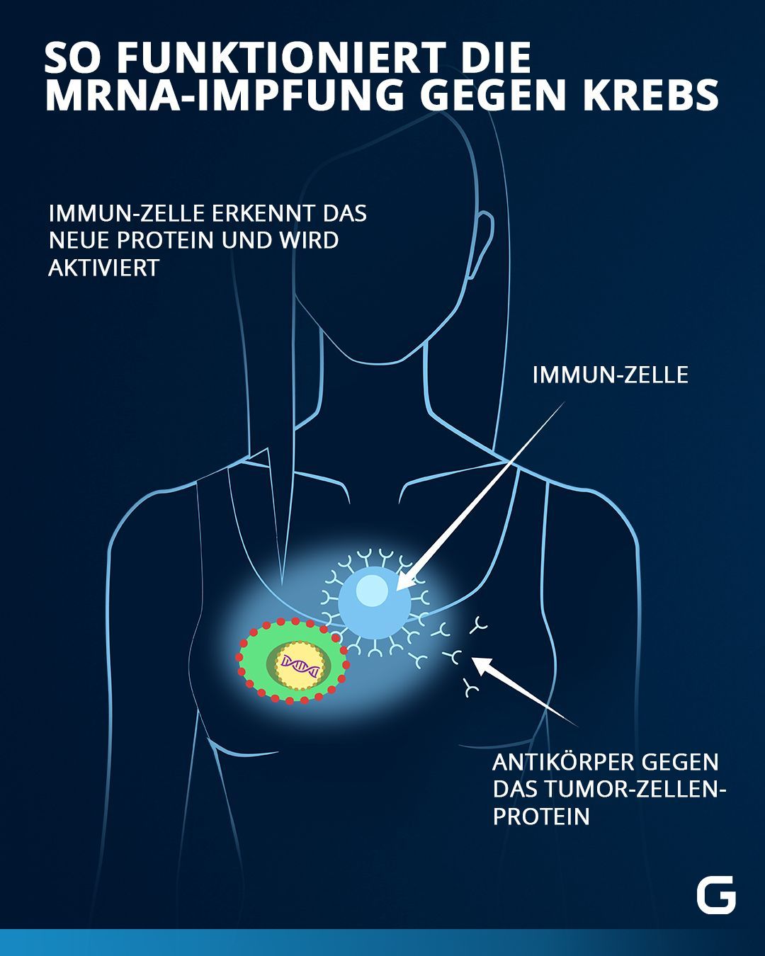 Wir zeigen, wie mRNA-Impfstoffe auch bei Krebspatient:innen wirken können. 