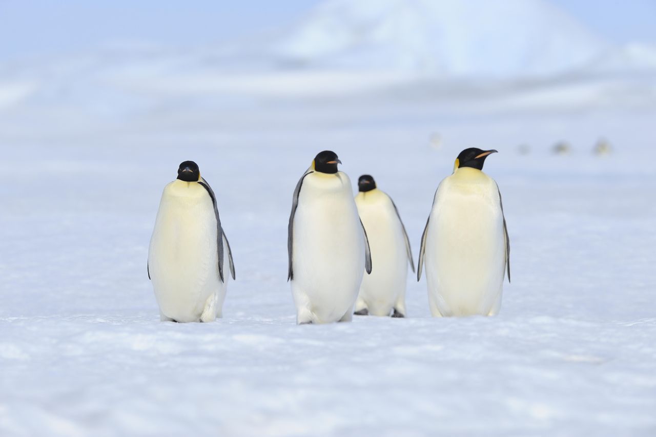 Kaiserpinguin: Er ist mit einer Körpergröße von gut 1,20 Metern der größte Vogel, der im Wasser lebt und nicht fliegen kann. Zwar gibt es noch andere "Wasservögel" wie den Nashornpelikan mit einer Länge von bis zu 1,70. Da er aber fliegen kann und nur eine Spannweite von drei Metern hat, rangiert er als fliegender Vogel hinter dem Albatros. Ebenso ergeht es dem Höckerschwan. Er wird zwar 1,60 lang, besitzt aber nur eine Spann