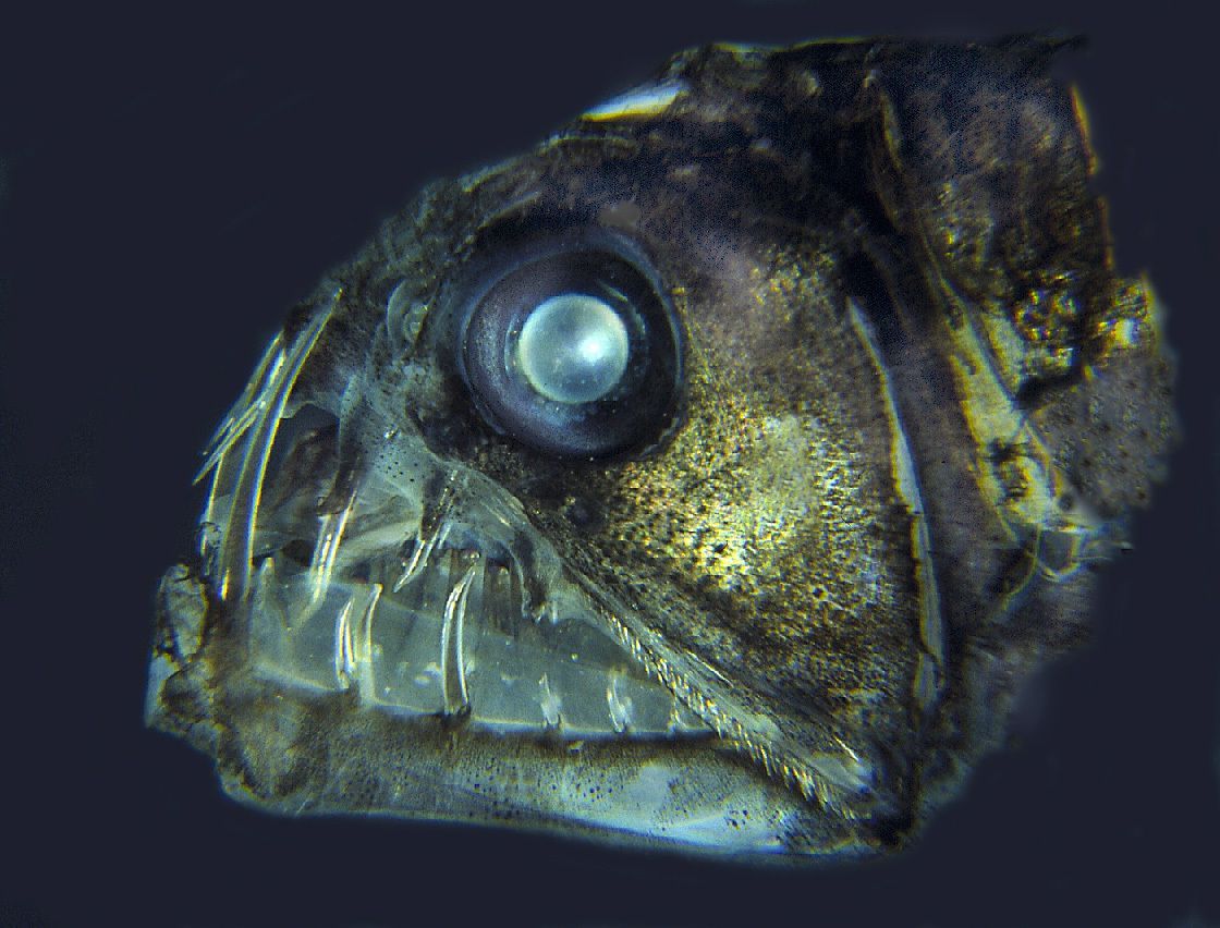 Viperfische leben normalerweise bis in 1.800 Meter, einige wurden aber schon in 4.500 Metern gesichtet. Sie jagen ebenfalls mit Biolumineszenz, also Licht aus Leuchtorganen, das ihre Beute anlockt. Bei ihnen sitzen diese unter anderem auf den Flossen. Ihren Unterkiefer können sie aushängen, um ihre Beute zu verzehren. Mit den großen Augen können sie auch bei wenig Licht Beutetiere orten.