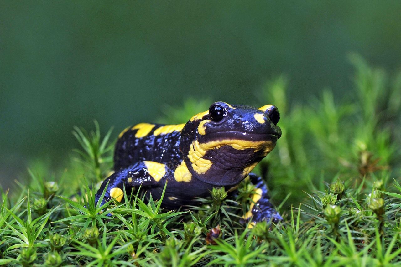 Gut, dass der Feuersalamander schon mit seinen Farben signalisiert: Achtung! Tatsächlich ist er nicht besonders giftig. Kinder können allerdings an Erbrechen leiden. Deswegen: Nicht anfassen! Und wenn doch: Hände gut waschen.