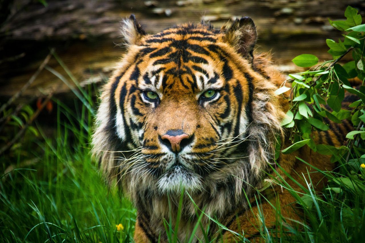 Sumatra-Tiger: Sie kommen nur auf der indonesischen Insel Sumatra vor. Sie sind kleiner als ihre Verwandten auf dem Festland. Während ein Sibirischer Tiger eine Schulterhöhe von 110 Zentimetern aufweist, ist der Sumatra-Tiger bis zu 75 Zentimeter hoch. Forschende gehen davon aus, dass die Art 6.000 Jahre, vielleicht auch schon 12.000 Jahre auf der Insel isoliert lebt. Er hat als einzige Art Schwimmhäute zwischen den Zehen.