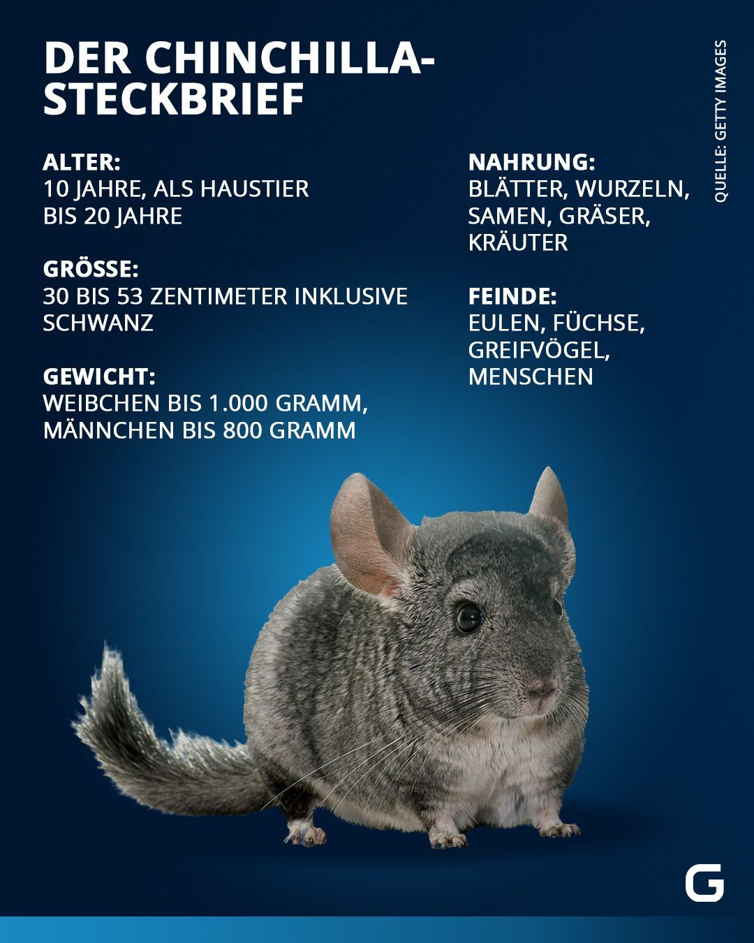 Alle Infos zum Chinchilla im Steckbrief