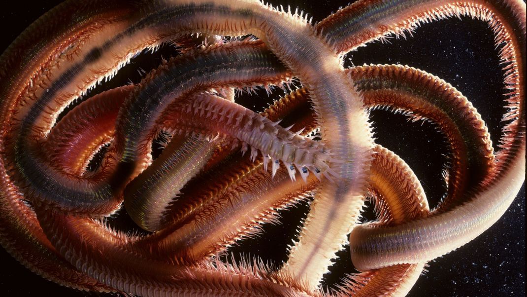 "Australonuphis" alias "Australian Beach Worms"
