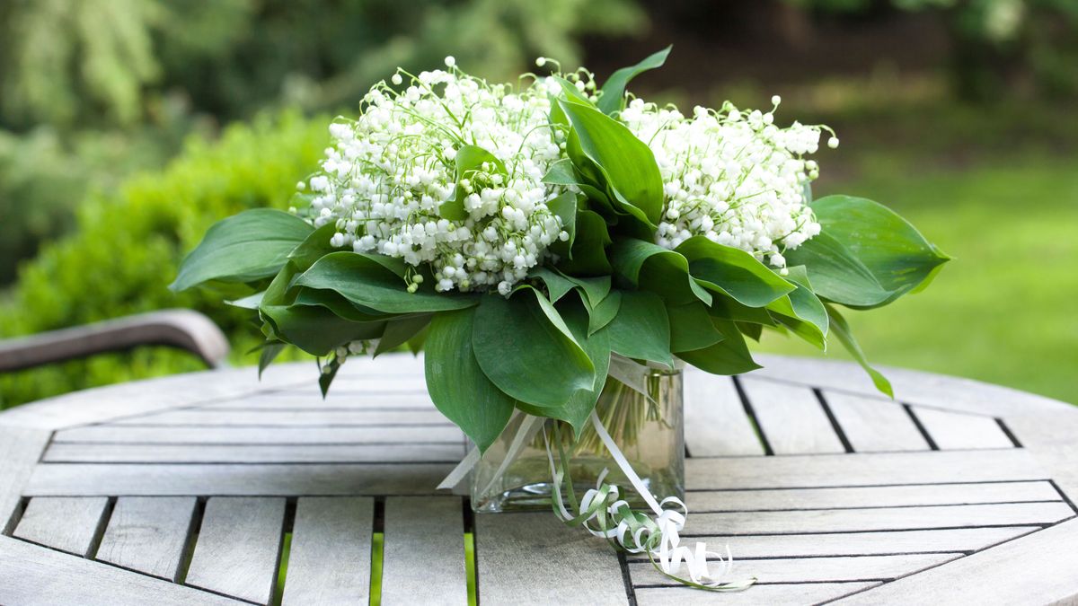 Maiglöckchen symbolisieren Liebe und Glück und sind zwischen April und Juni in freier Natur zu finden.