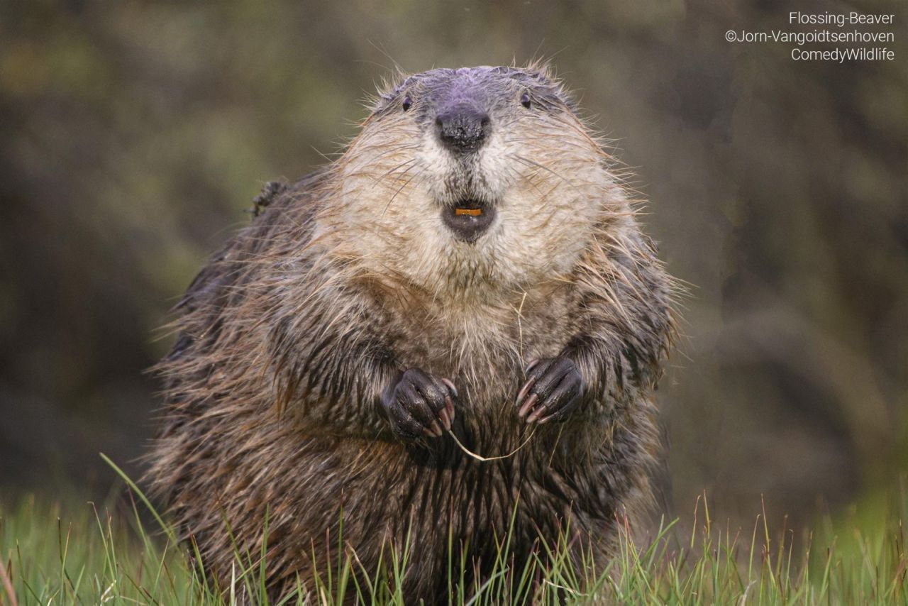 »Flossing-Beaver« Dieses Jahr wird der Zahnarzt nicht meckern!