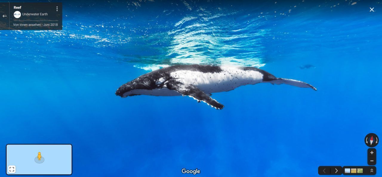 Weiter Luft anhalten und Vorfahrt achten: ein Buckelwal im Südpazifik.