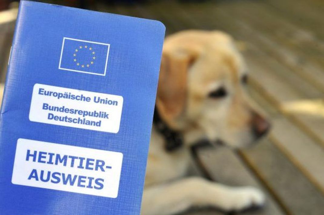 Den EU-Heimtierausweis kannst du bei deinem Tierarzt beantragen. Ohne diesen Ausweis darf dein Hund nicht ins Ausland reisen.