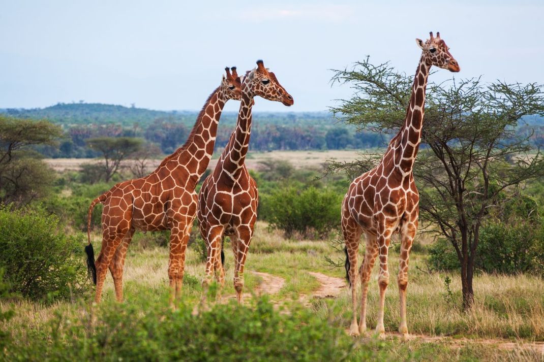 Giraffen sind nicht etwa stumm, wie man vermuten könnte. Sie kommunizieren über Infraschall. Meist dann, wenn sie beispielsweise aufgrund einer Gefahr nervös sind. Vorteil: In der Savanne ist es praktisch, dass der Infraschall über mehrere Kilometer reicht.