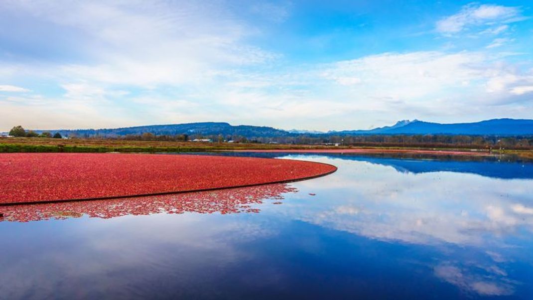 Superfood Cranberry – lecker und gesund