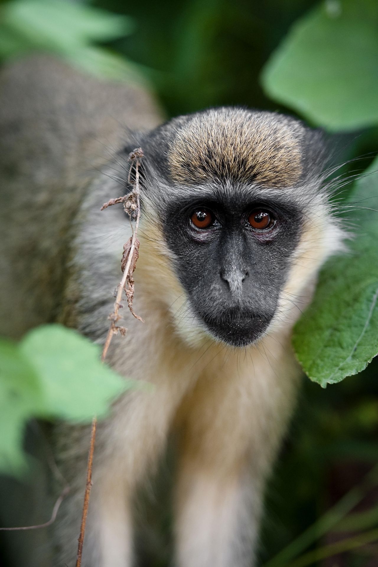 Dreist sind die Meerkatzen auf der karibischen Insel St. Kitts. "Sie trinken den Touristen die Cocktails weg und liegen schon nachmittags betrunken am Strand", erklärt Biologe Ludwig. 