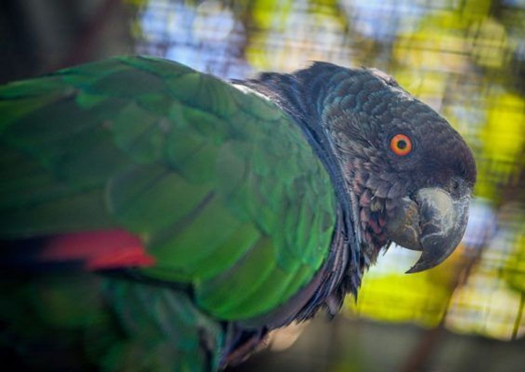Der Sisserou-Papagei, auch als Kaiseramazone bekannt, ist das Wappentier Dominicas.