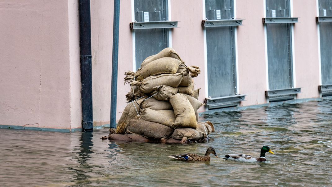 Enten schwimmen vor Sandsäcken im Hochwasser der Donau bei Passau.