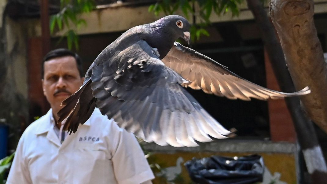 Glückliche Wendung in Indien: Eine Taube unter Spionage-Verdacht wurde nach Monaten endlich freigelassen.