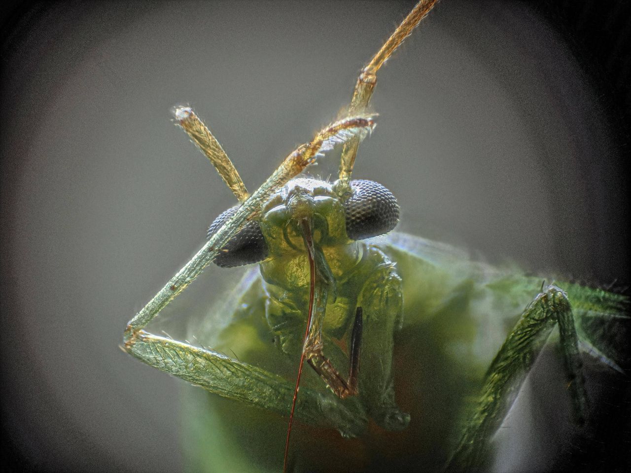 Air Plankton: התושבים הצפים הזעירים של השמיים