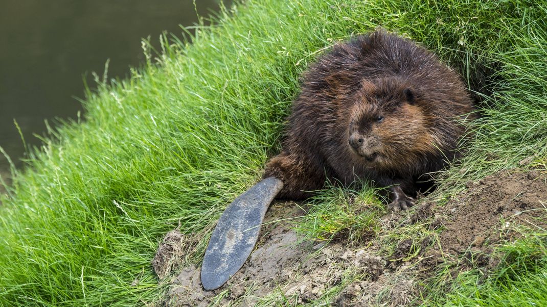 Ein Biber vor seiner Höhle. Die Kelle ist gut zu erkennen.