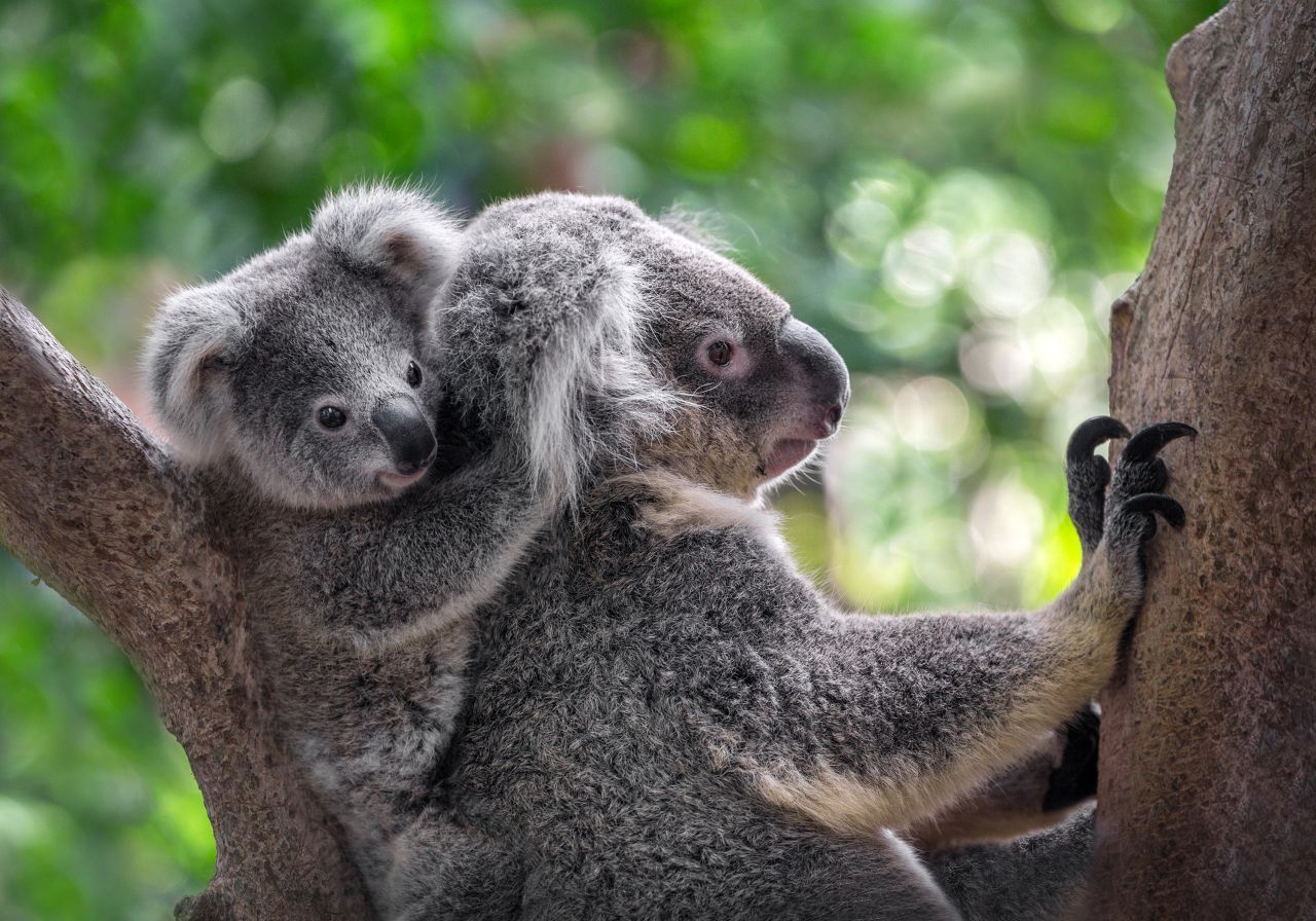 Dort bleibt es dann 6 Monate. Praktisch: Die "Milchbar" ist immer geöffnet. Ab 22 Wochen schaut es neugierig aus dem Beutel. Kopfüber, denn die Beutel-Öffnung ist unten. Noch nicht verrückt genug? Zum Umstieg von Milch- auf Eukalyptus-Nahrung bekommt das Junge "Papp" - einen speziellen Kot der Mutter. Später reiten die Koala-Kinder "Huckepack".