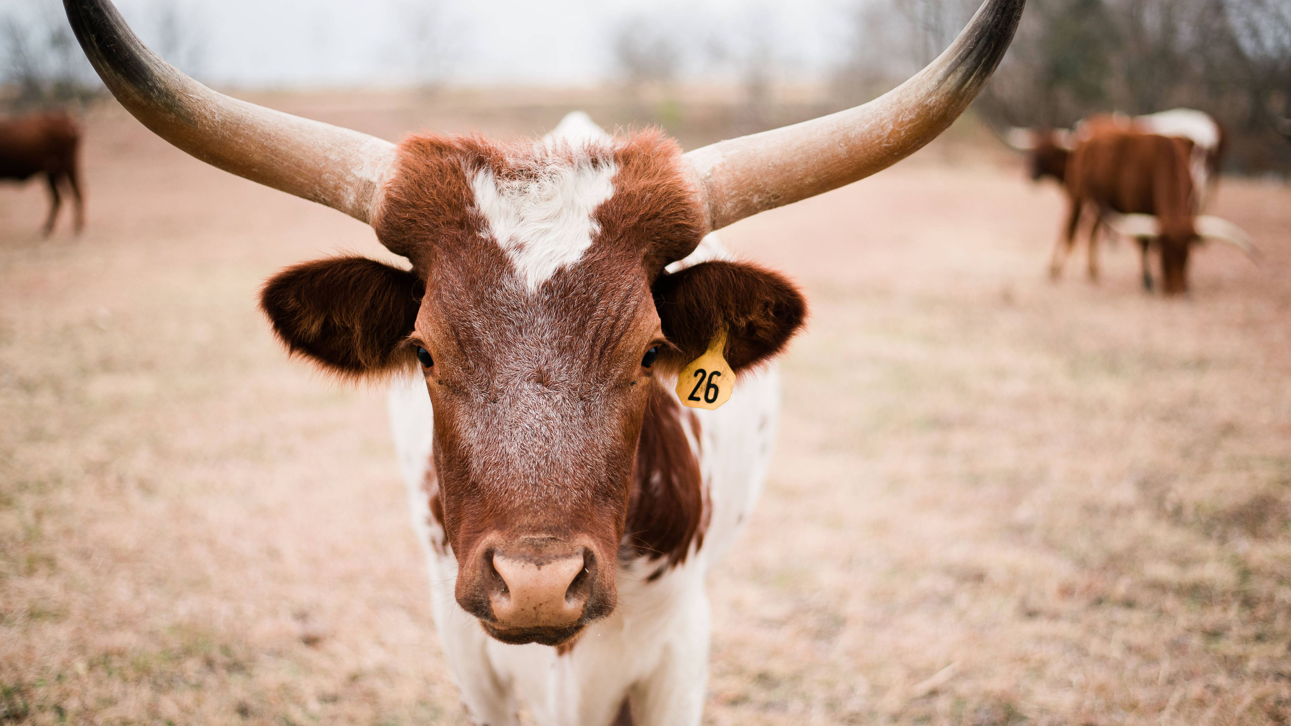 Leidenschaft für Longhorns: In Texas hat alles große Ausmaße  auch die Rinder.  Die Spannweite der Hörner kann über zwei Meter betragen.