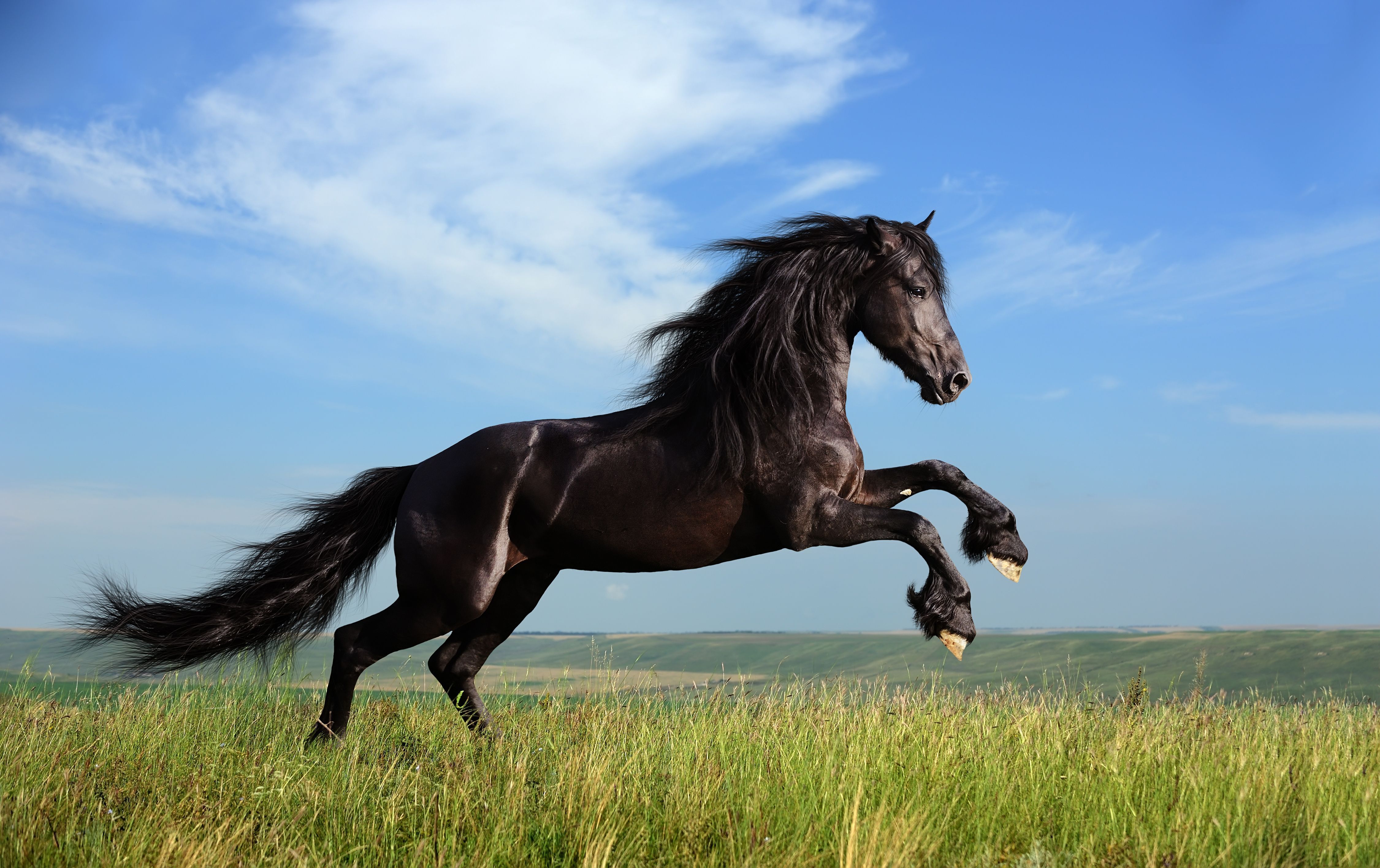 Schaue jetzt "Black Beauty"