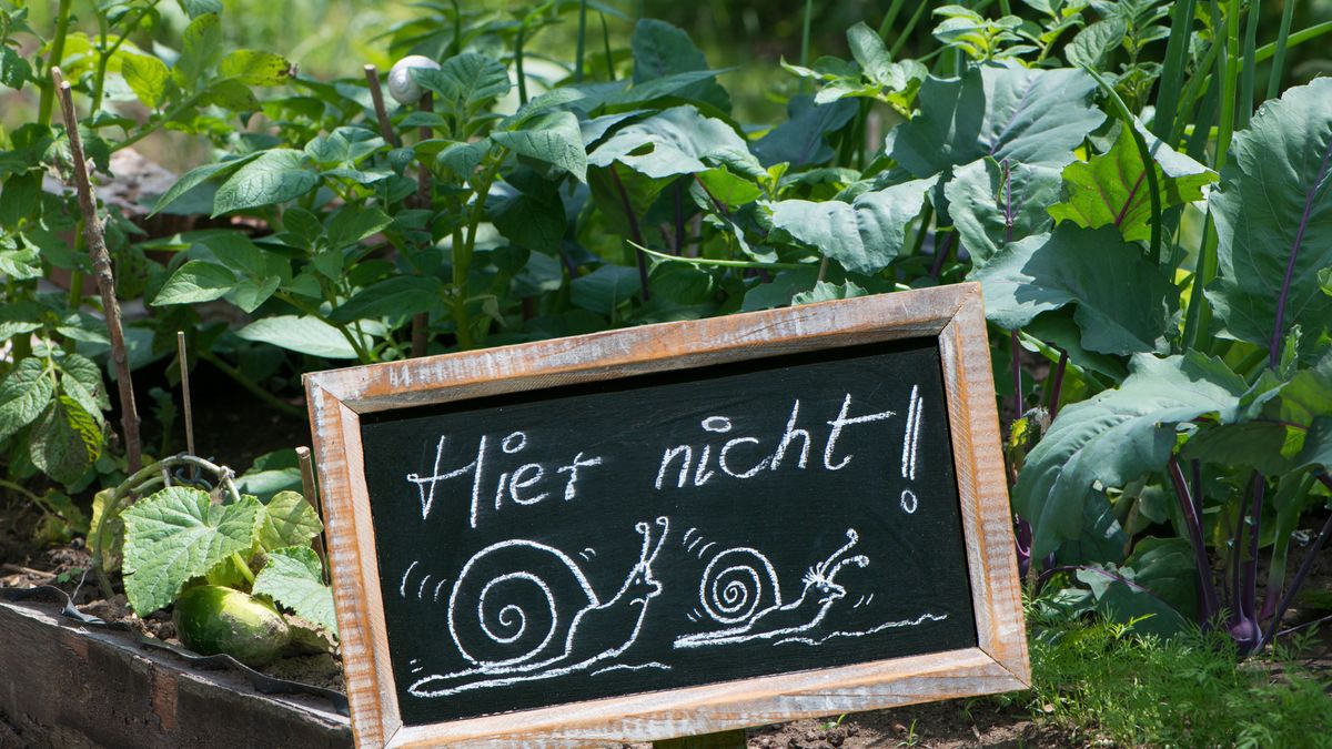 Gartenschnecken bekämpfen