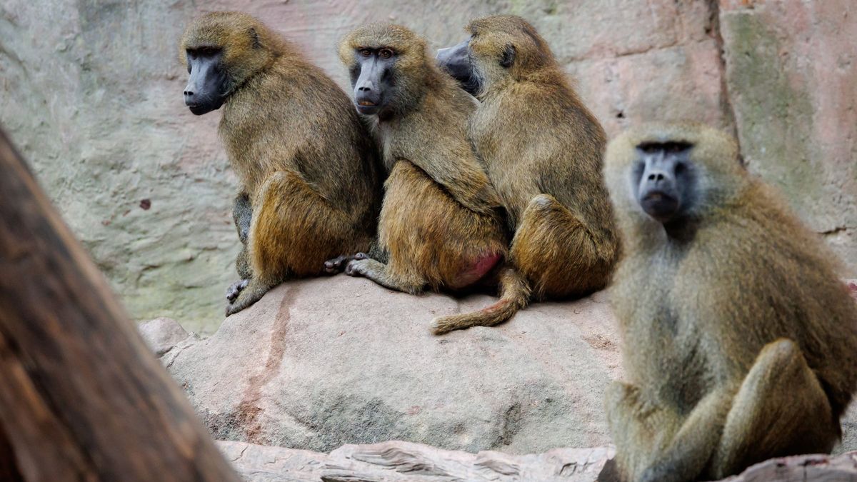 Guinea-Paviane im Tiergarten Nürnberg