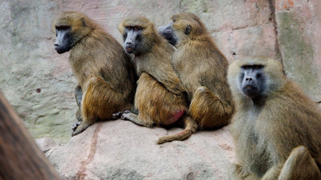 Aus Protest gegen die geplante Tötung gesunder Paviane im Nürnberger Tiergarten haben sich Tierschutzaktivisten vor dem Gehege der Primaten angekettet.
