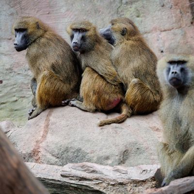 Guinea-Paviane im Tiergarten Nürnberg