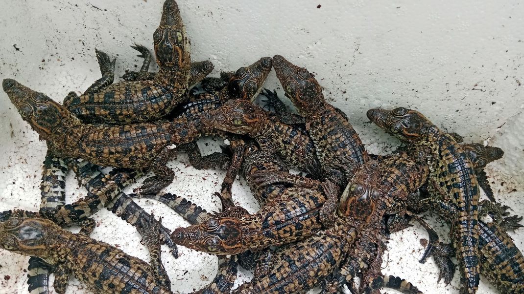 In Kambodscha wird die Entdeckung der Krokodileier als Erfolg für den Schutz der bedrohten Tiere gewertet.