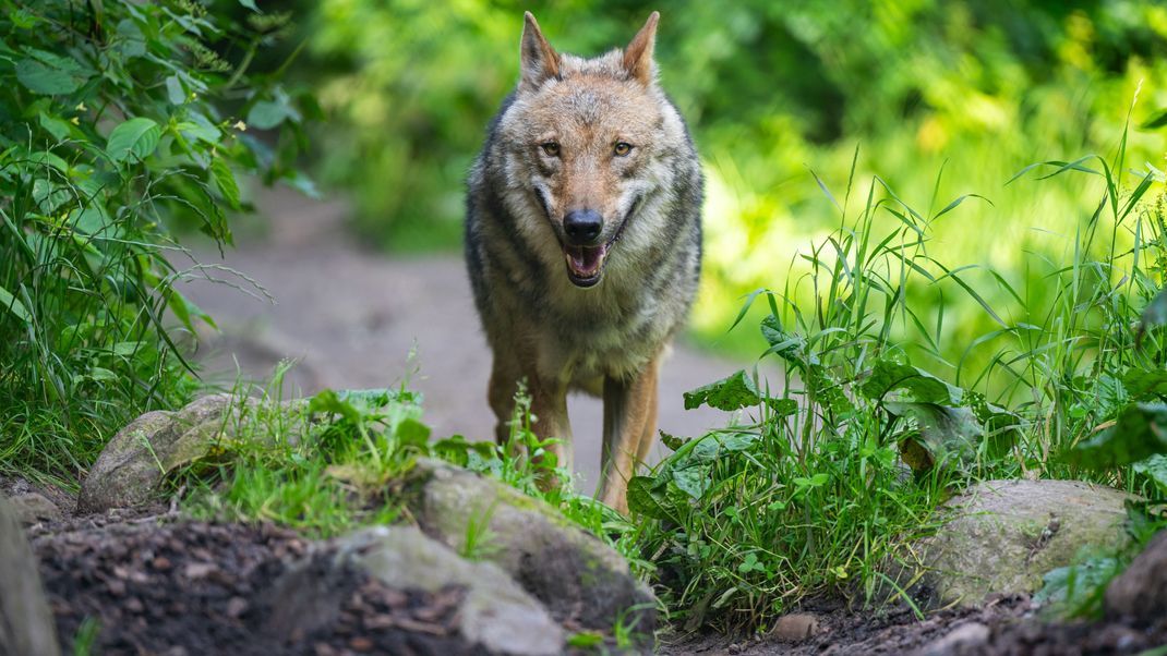 Das in Heusweiler Ortsteil Eiweiler gefilmte Tier ist kein Kuscheltier, sondern tatsächlich ein Wolf. (Symbolbild)