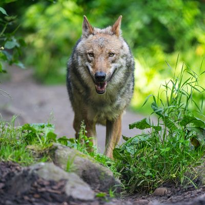 Wolf in Eiweiler bestätigt