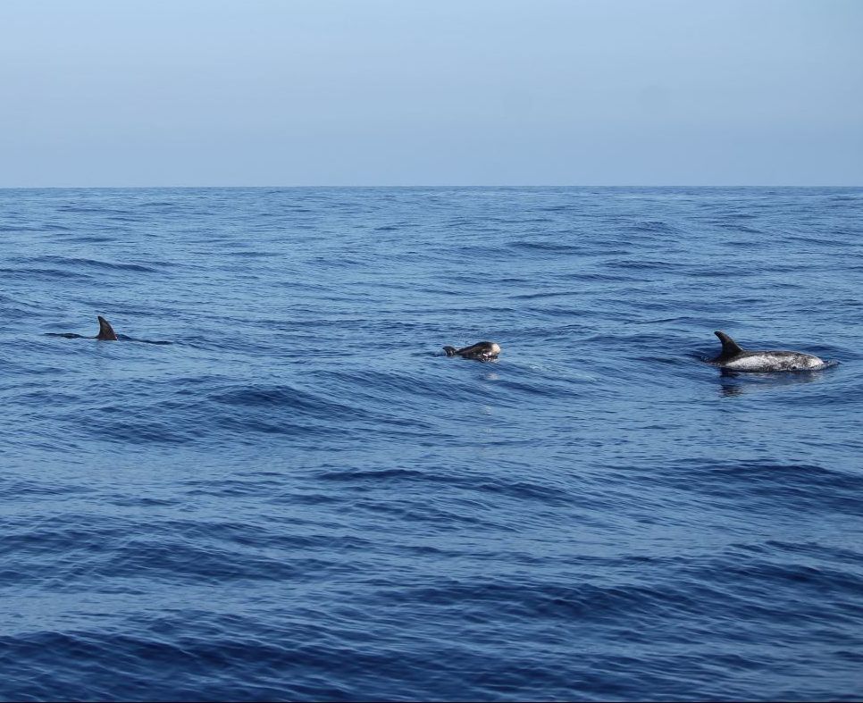 Nachwuchs bei Familie "Grampus Griseus" (Rundkopf-Delfine). Delfine sind häufige Begleiter auf den Exkursionen.
