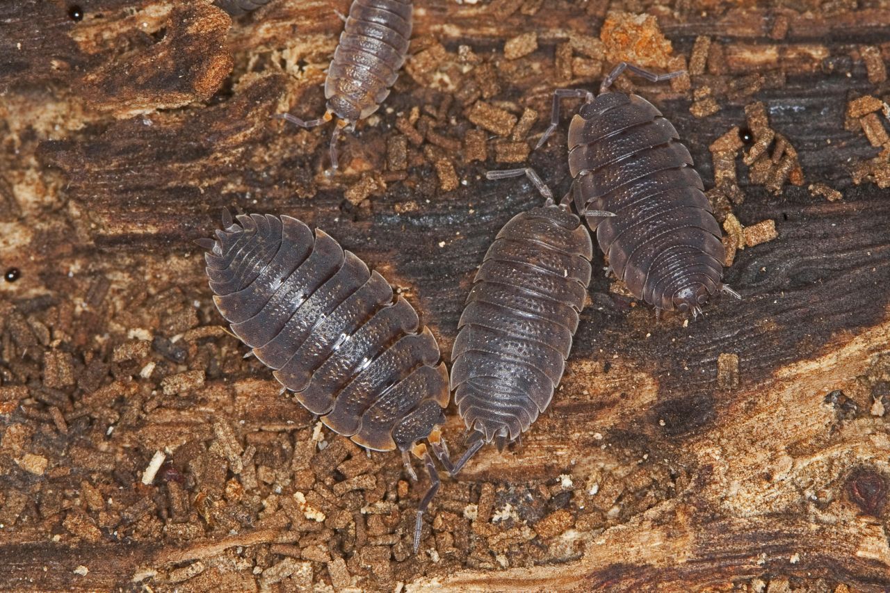 Die Asseln kannst du an der grauen Farbe und den halbkreisförmigen Ringen erkennen.