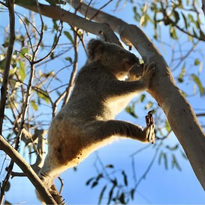 Koala hängt in einem australischen Baum.