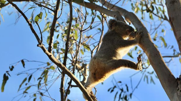 Koala hängt in einem australischen Baum.