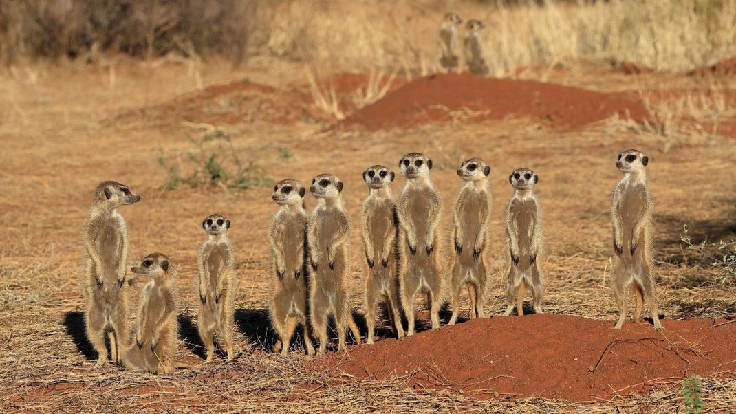 Diese Gruppe von Erdmännchen hat die Umgebung genau im Blick.