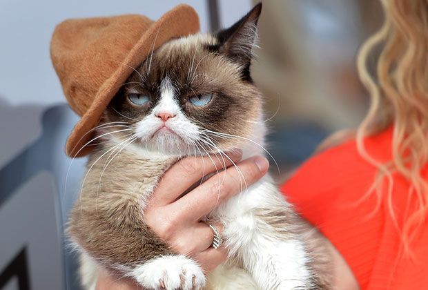 
                <strong>Fernsehstar</strong><br>
                Auf dem US-Fernsehsender "Lifetime" lief nun der erste Fernseh-Film über die Grumpy Cat. "Grumpy Cat's Worst Christmas Ever" dürfte die Katze noch ein wenig bekannter gemacht haben als ohnehin schon.
              