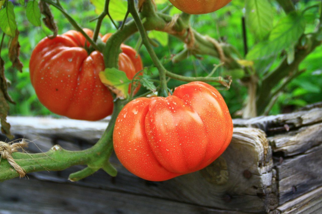 Die Sorte "Ochsenherz" wurde Ende des 19. Jahrhunderts in Russland entdeckt. Sie hat eine stark gerippte Herzform und eine Bandbreite an Farben: von rosa-rot bis gelb. Wer süße und leicht säuerliche Tomaten mag, sollte diese Sorte unbedingt probieren.
