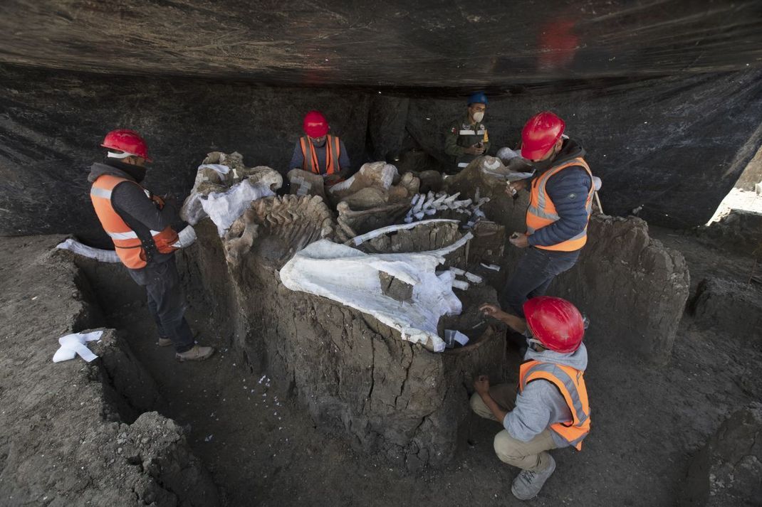 Ganz schön viel Arbeit: Paläontologen graben die über 200 Mammut-Skelette aus und versuchen sie zu konservieren. Dabei müssen sie sehr behutsam vorgehen. 